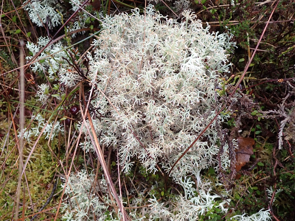 Cladonia rangiferina at Cliburn Moss (Chris Cant)