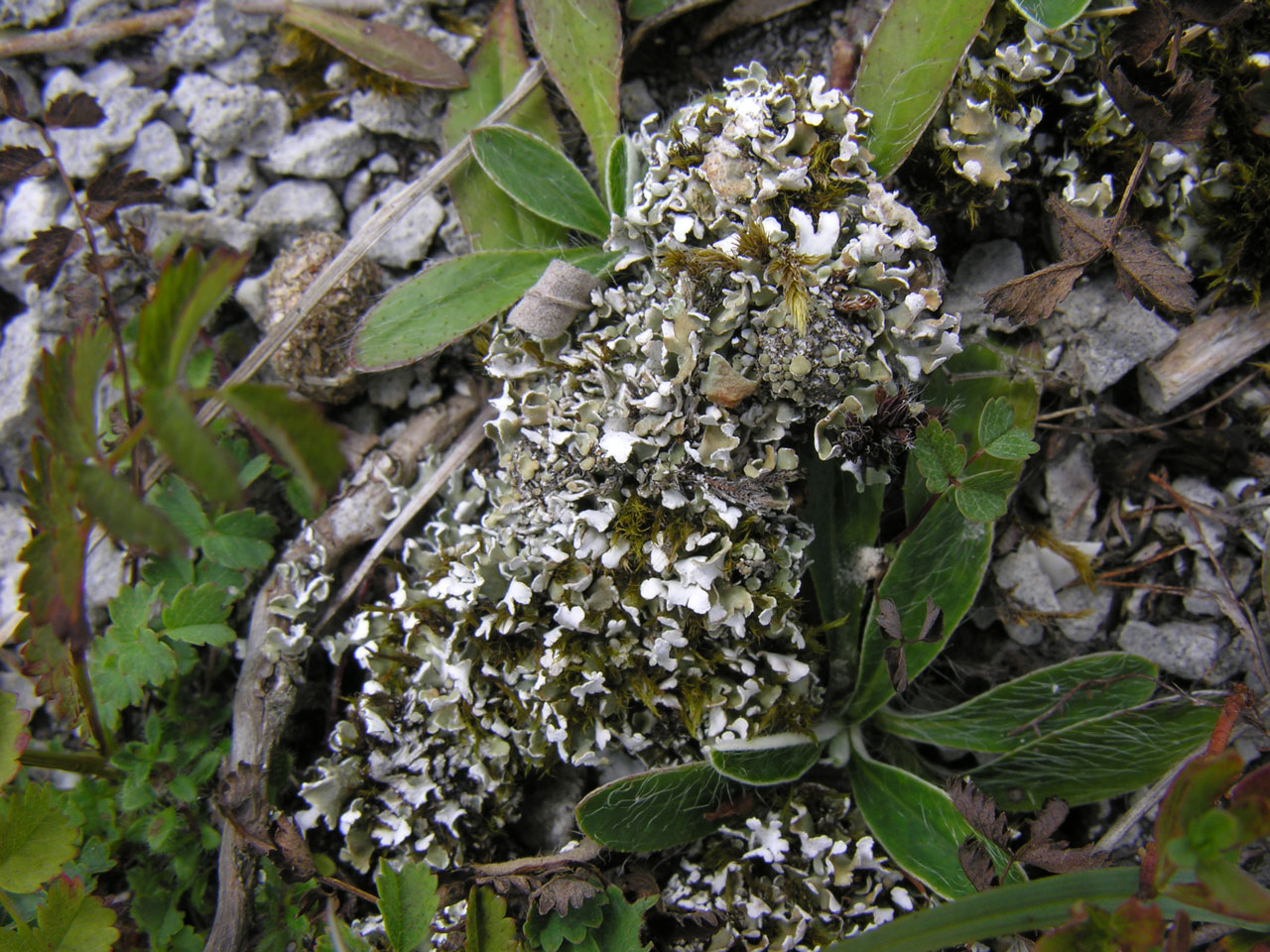 Cladonia symphycarpa, Micheldever, N Hants