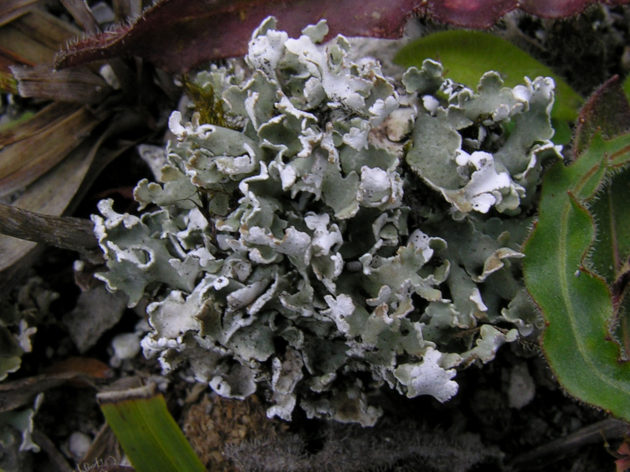 Cladonia symphycarpa, Micheldever, N Hants