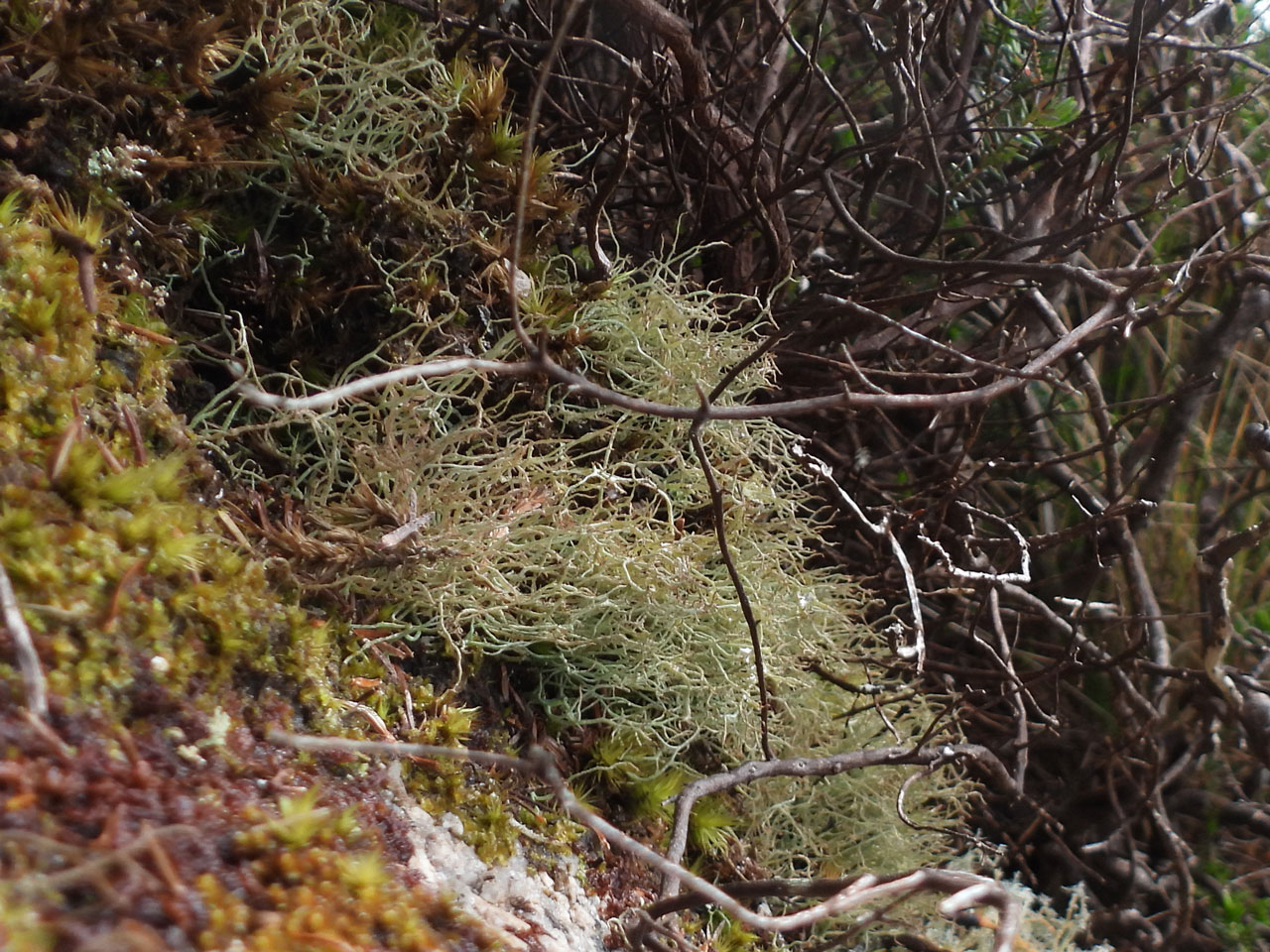 Cladonia stereoclada, Hannibal's Carn, West Cornwall