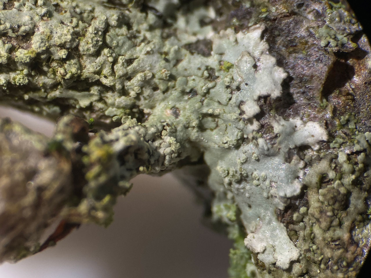 Hyperphyscia lucida (pale) & Hyperphyscia adglutinata (brown), on Cotoneaster, Woodlands, South Hampshire 