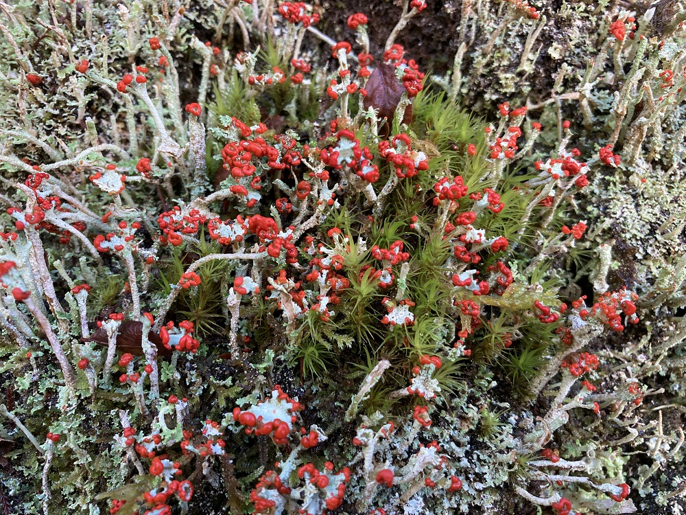 Devils matchsticks Cladonia © April Windle