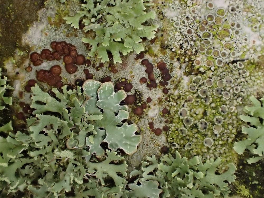 What is a Lichen? | The British Lichen Society