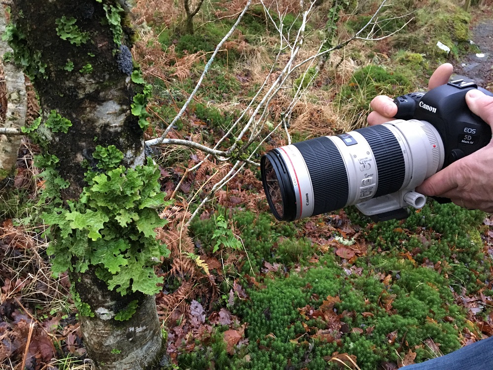 Lichen photography, April Windle