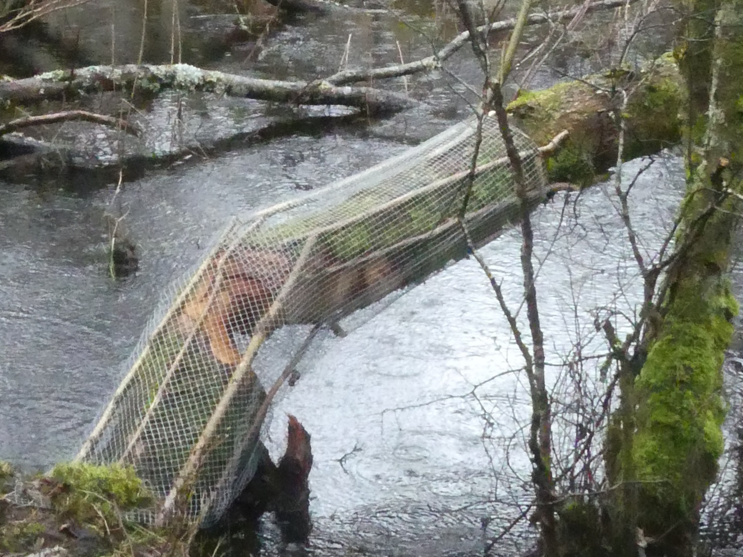 Beaver tree protection at Knapdale (Chris Cant)