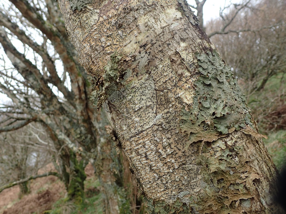 Lichens on trees in the Taynish NNR (Chris Cant)