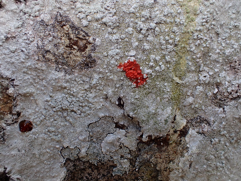 Pertusaria excludens at Haweswater (Chris Cant)