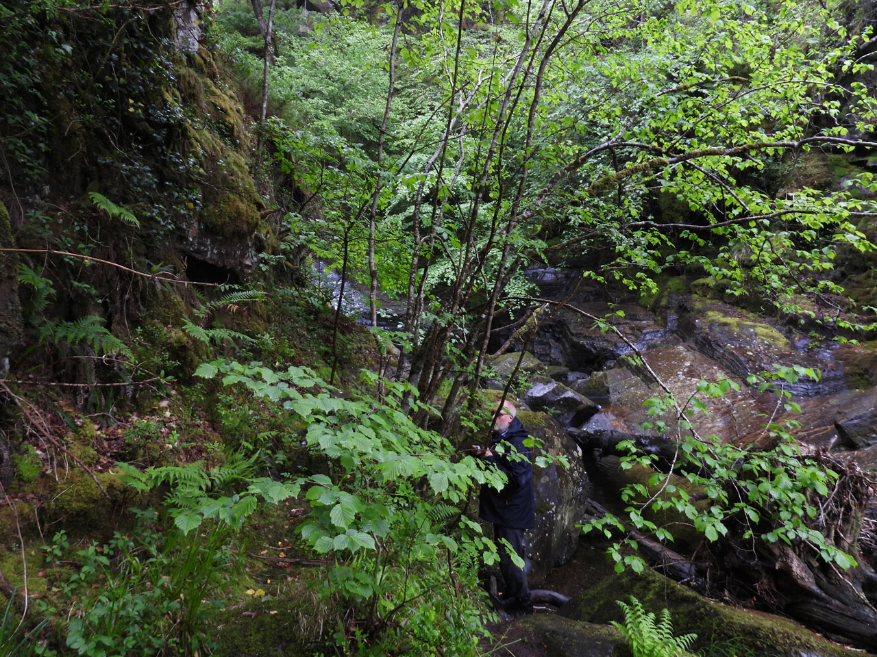 Andy Cross below a Hazel with Pyrenula dermatodes & Pyrenula hibernica