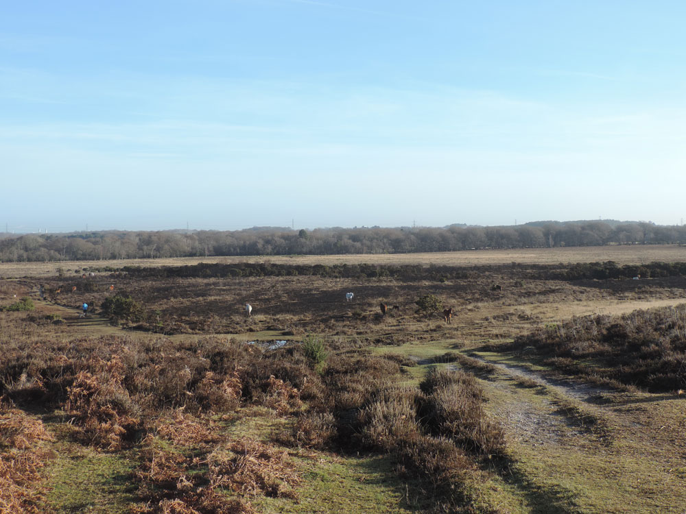 ew Tree Heath, New Forest, showing interaction between grazing and controlled burning