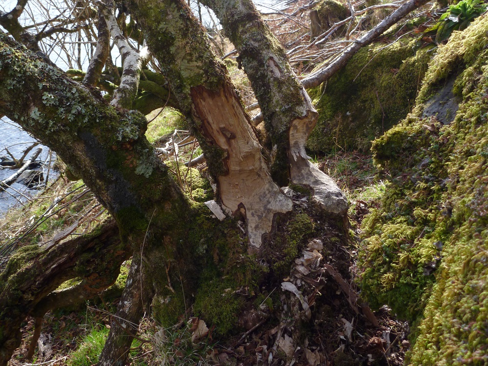 Hazel with RDB Lobarion, Knapdale, Andy Acton