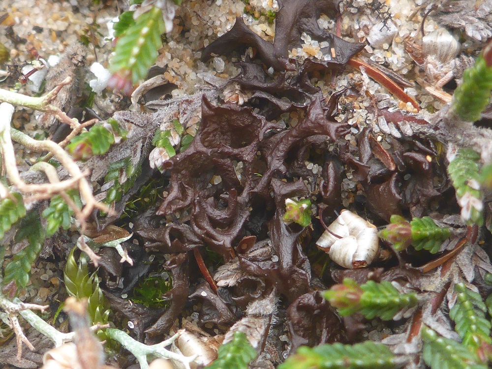 Close-up of Scytinium palmatum in rabbit scrape at Coul Links by Andy Acton