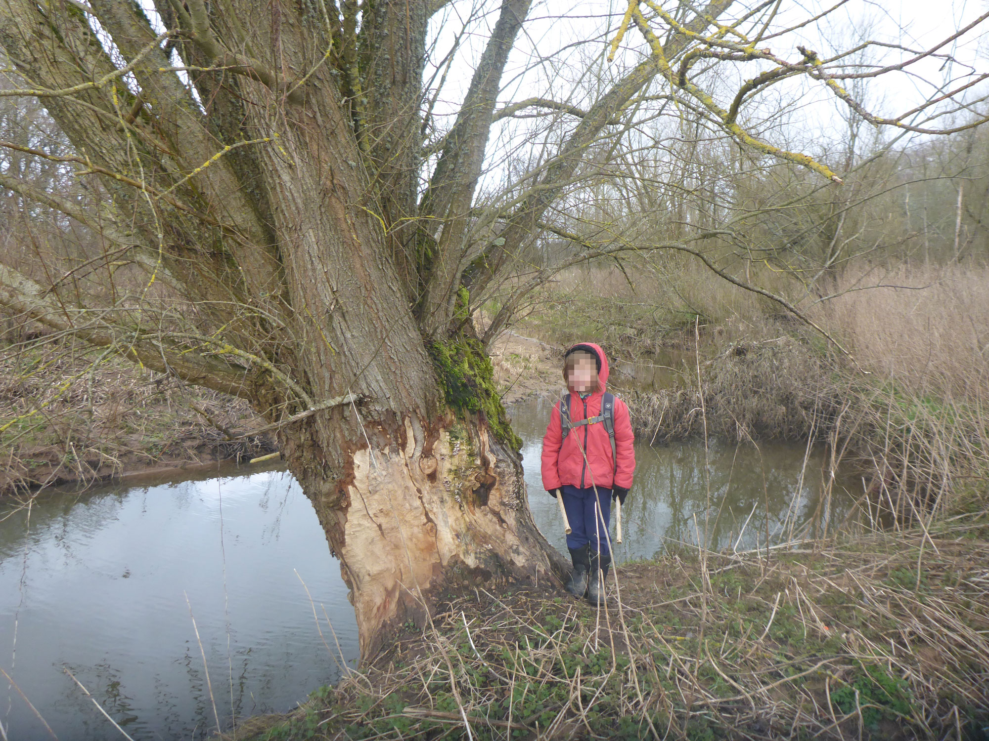 Beaver damage to an old Willow, Ottery-St-Mary, Devon
