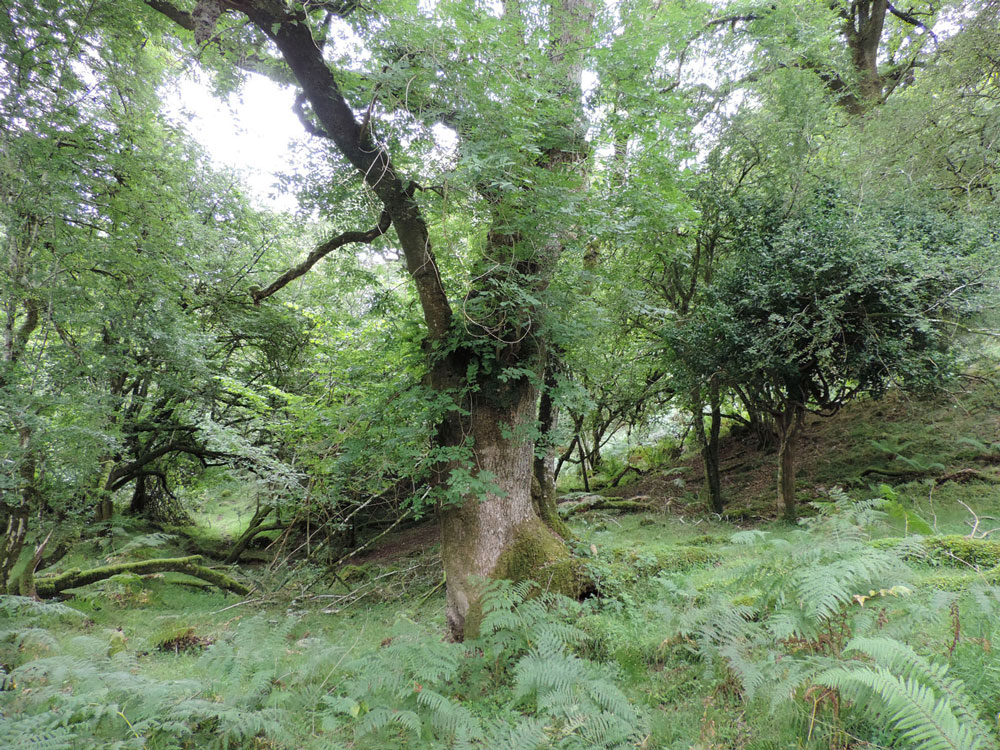 Old Ash, Horner Combe