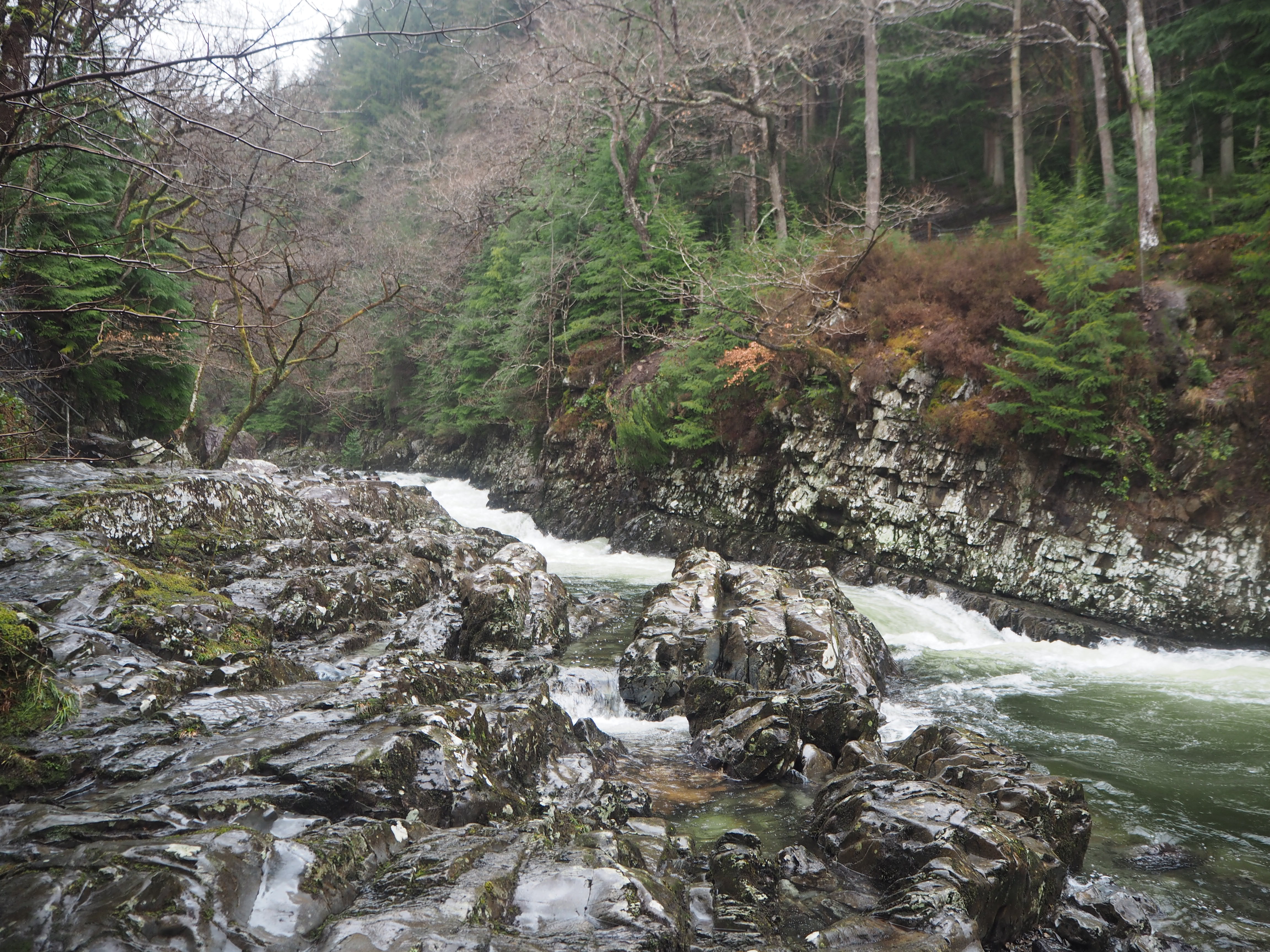 aquatic lichens