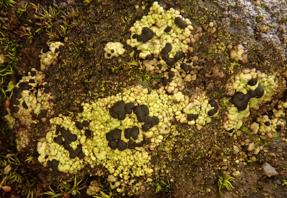 Epilichen scabrosus at Mwyngloddfa Nantymwyn SSSI © Nicola Bacciu