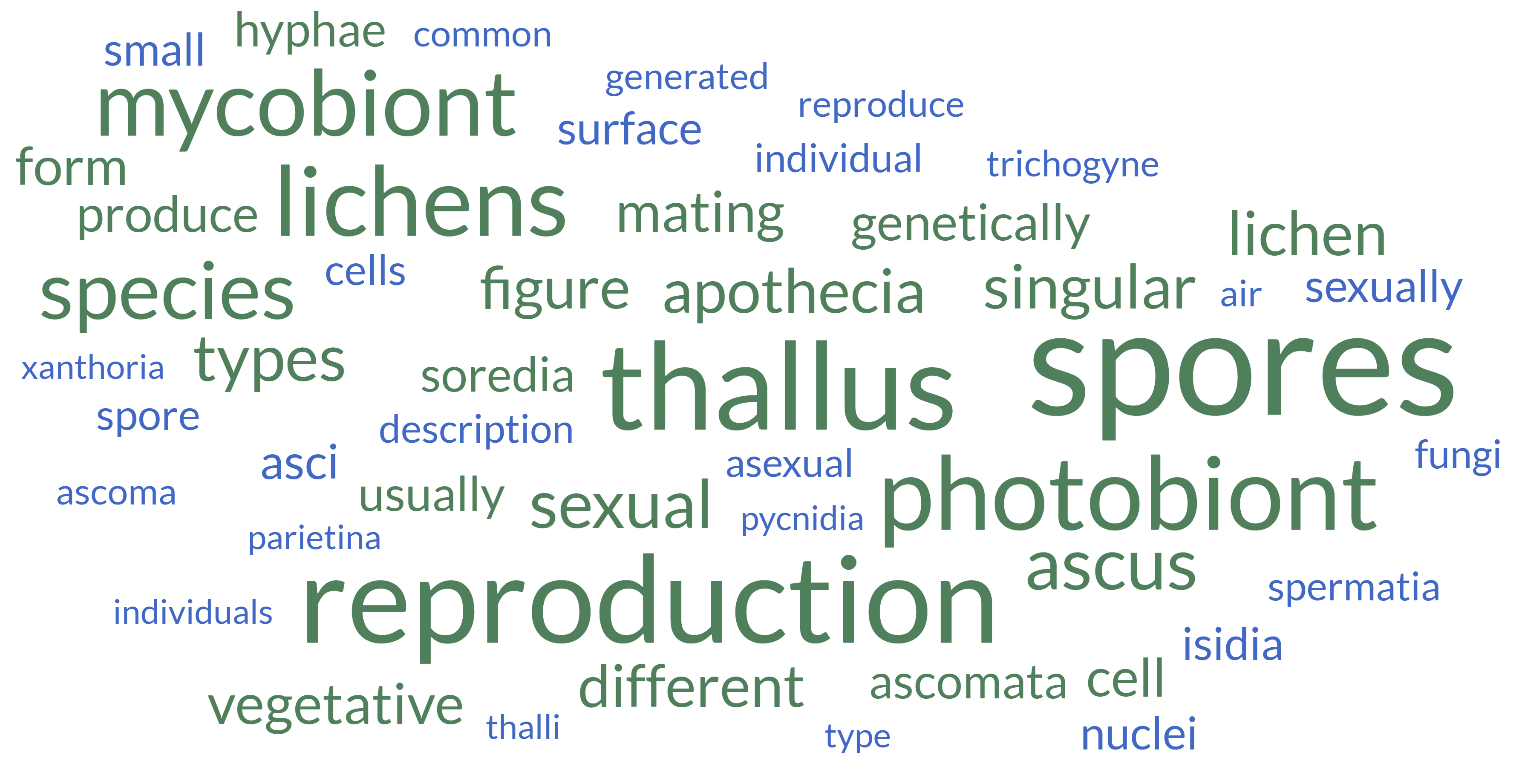 Lichen life cycle word cloud
