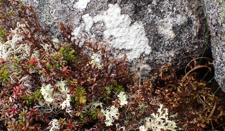 aviemore course