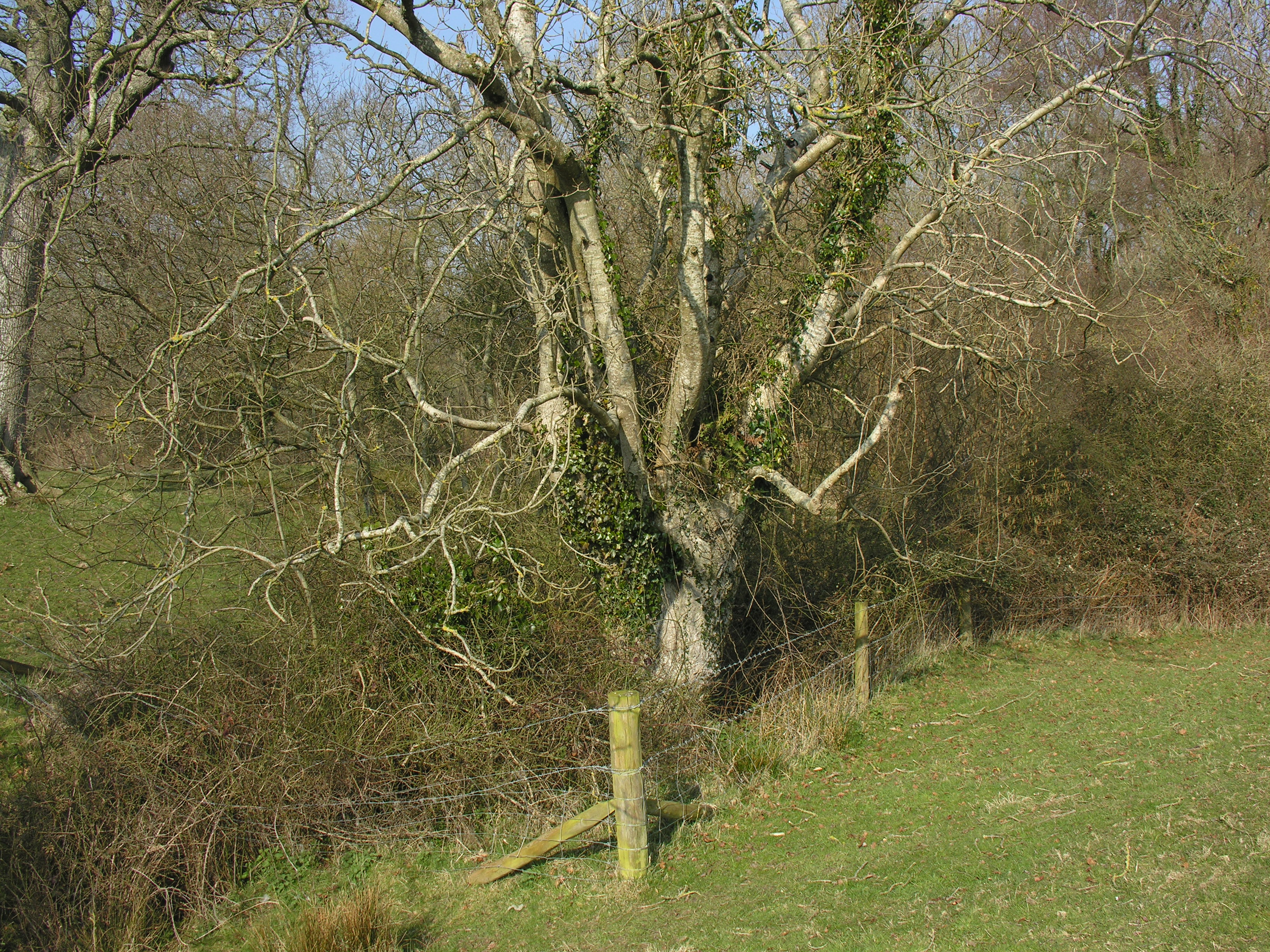 A lichen rich Ash pollard with increasing Ivy cover, Dorset