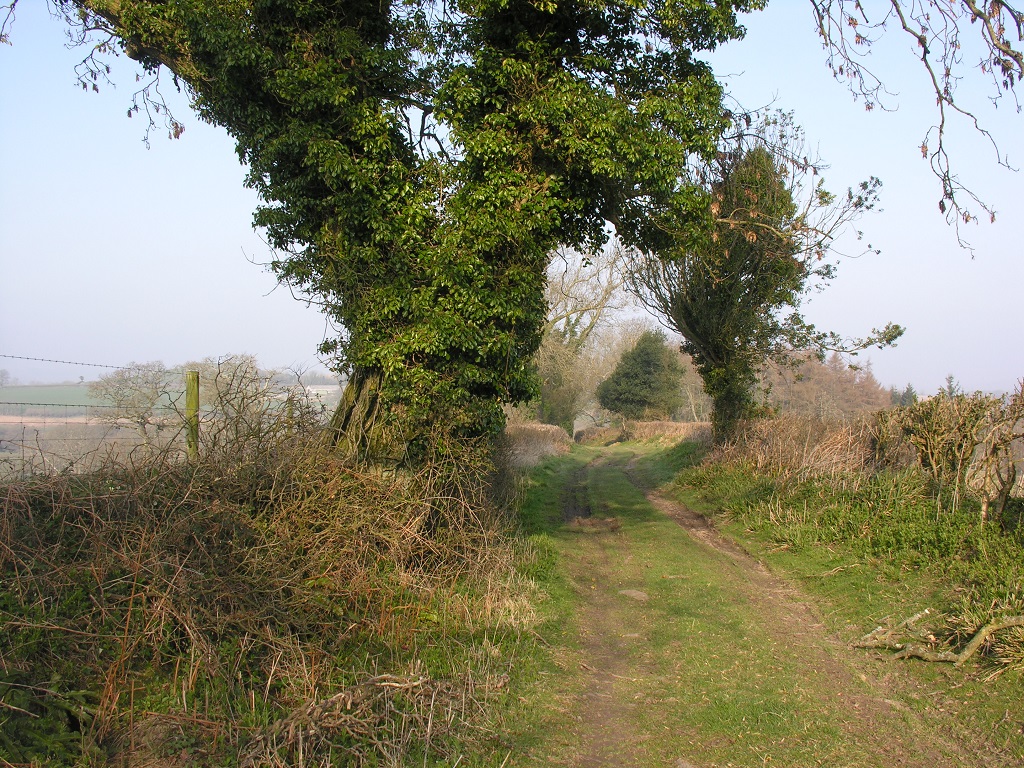 Melbury Hedge Tree covered in ivy