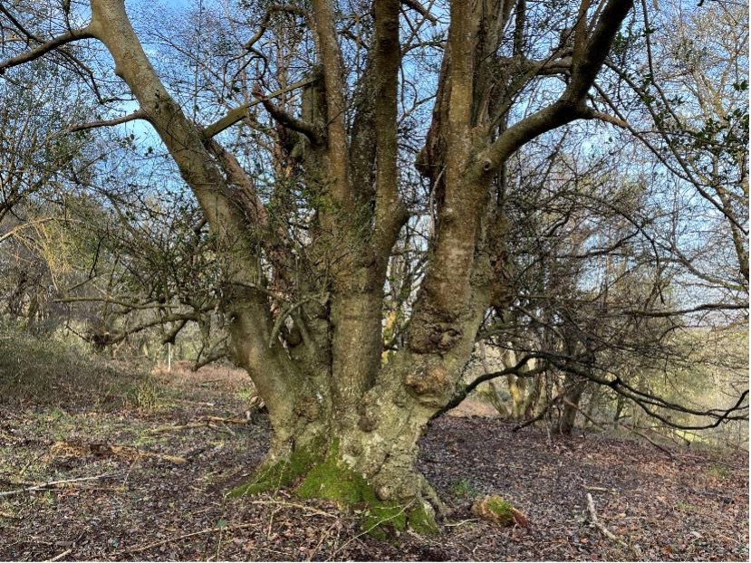 Alfoxton Wood