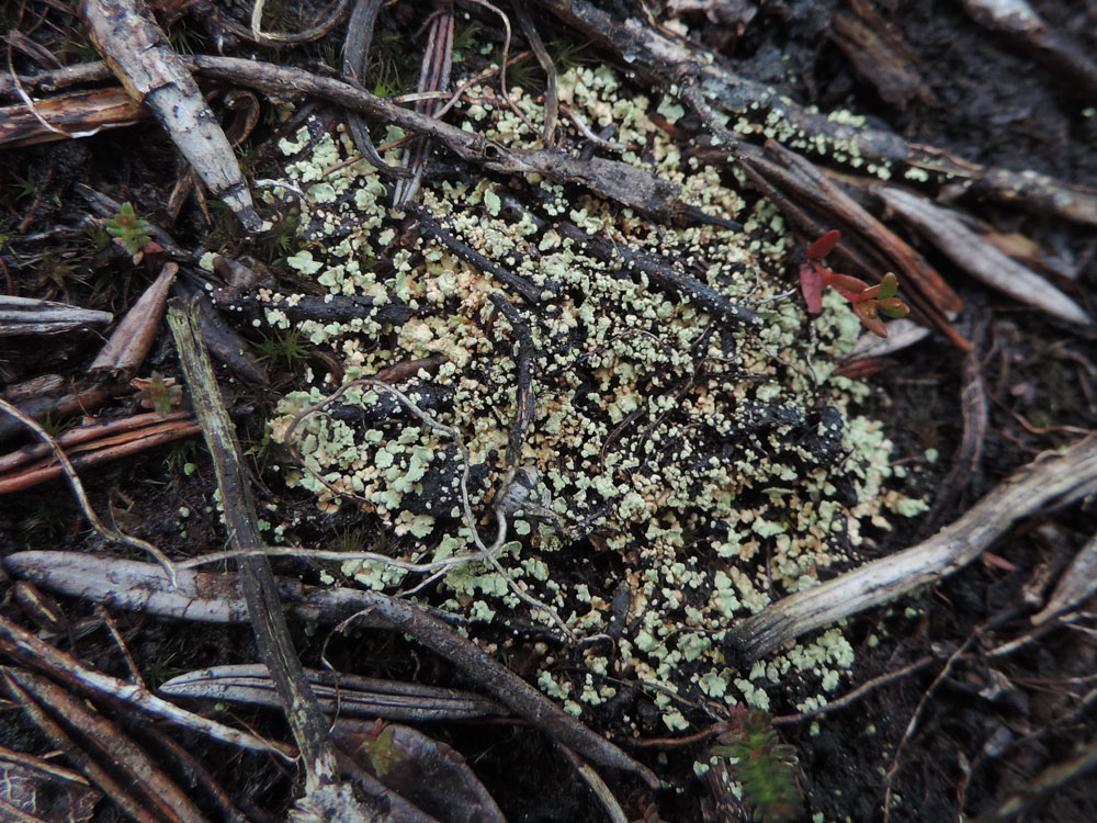 Cladonia incrassata