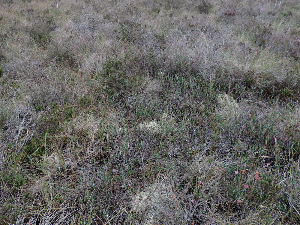 Fenn's & Whixhall Mosses NNR lichen rich M18 raised bog with Sphangum divinum, effected by past burning