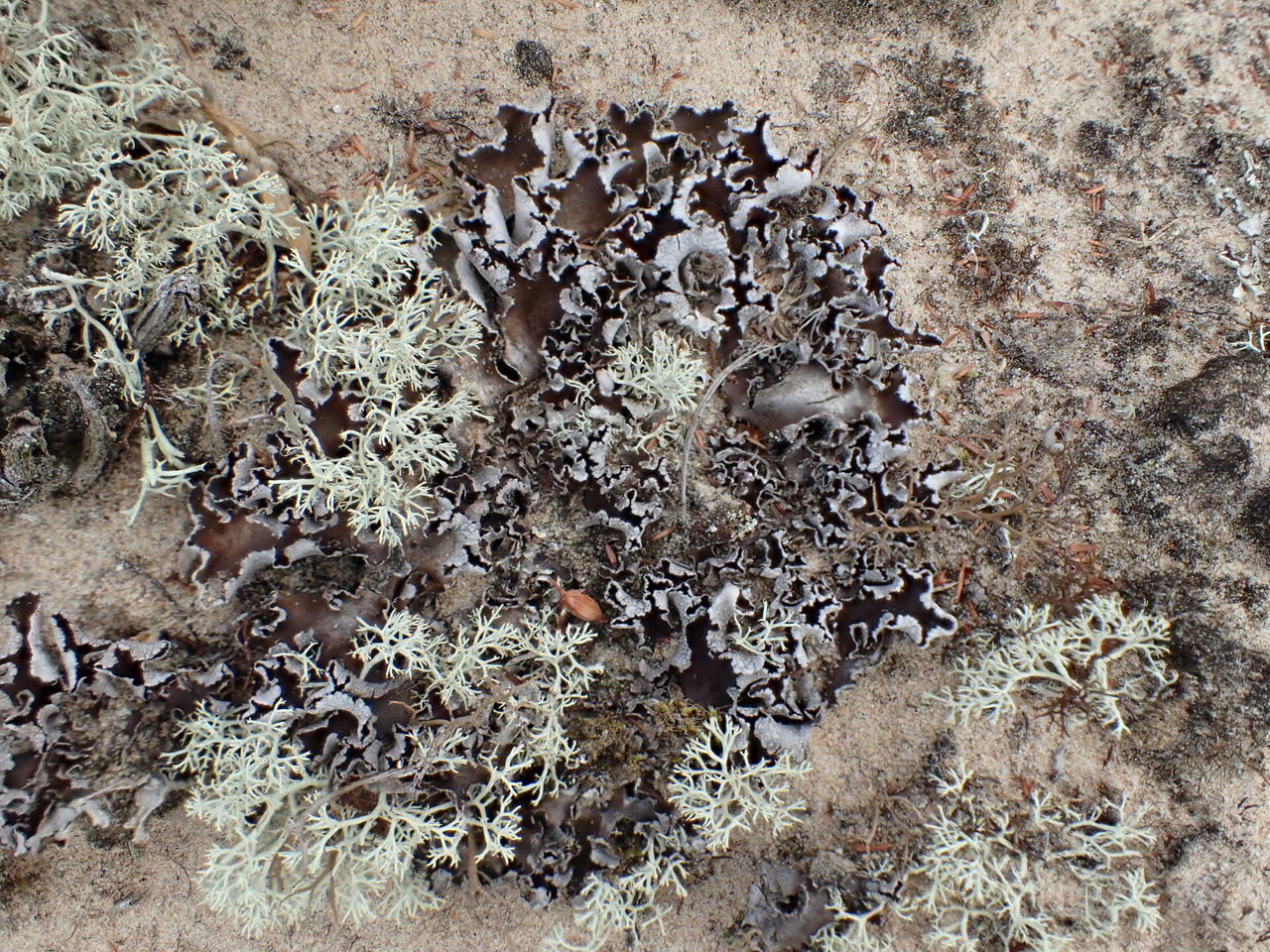 Peltigera malacea © Heather Paul