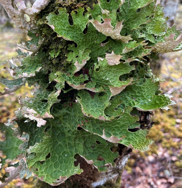 Lobaria pulmonaria © Richard Todd