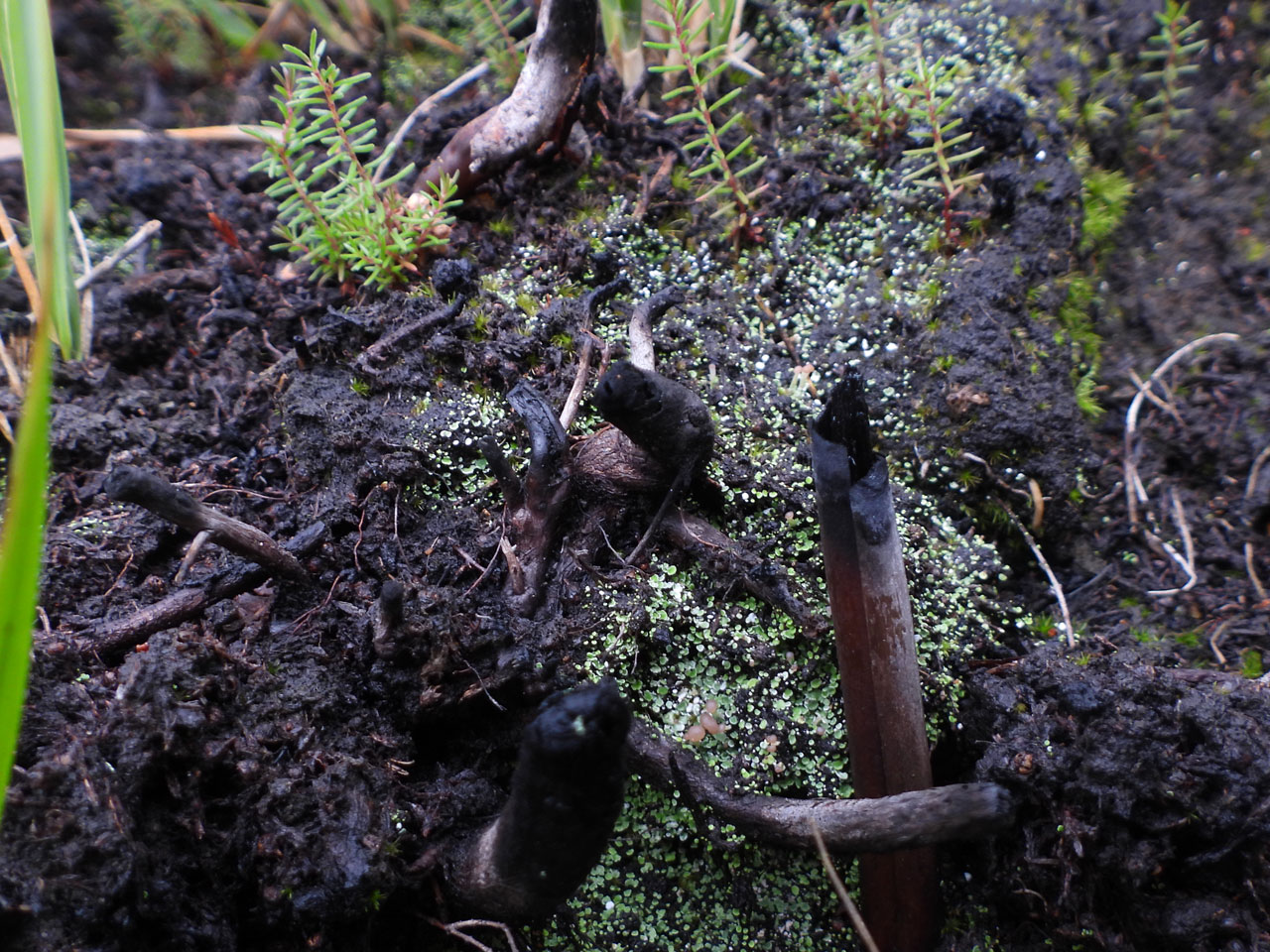 Cladonia peziziformis, regenerating in recent burn, Pippingford Park, Sussex