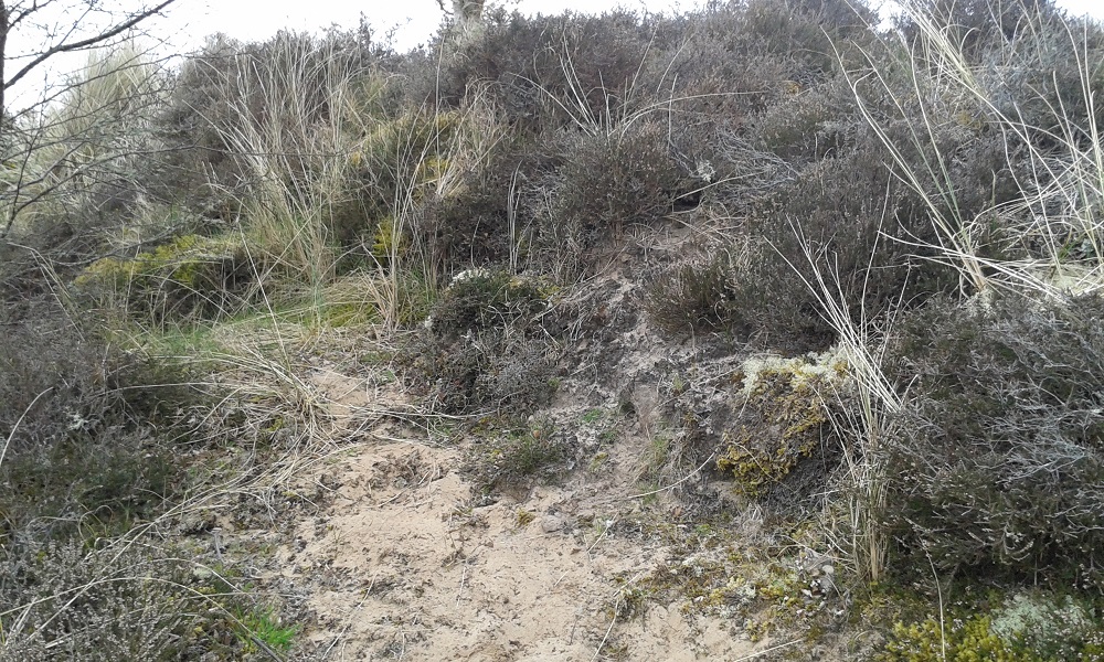 A location at Coul Links for Leptogium palmatum, Massalongia carnosa and Moelleropsis nebulosa, Brian Coppins