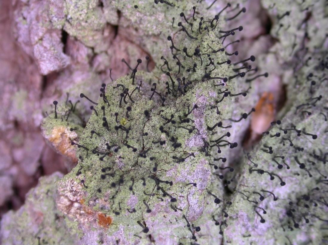 Calicium viride pin-head lichen