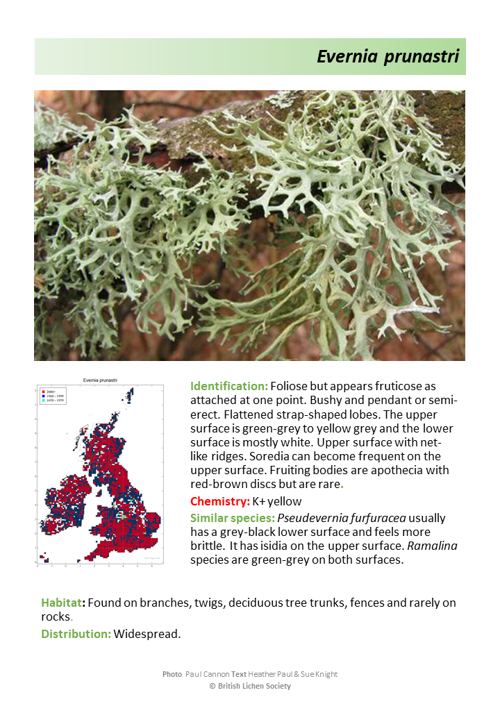 Evernia prunastri species description