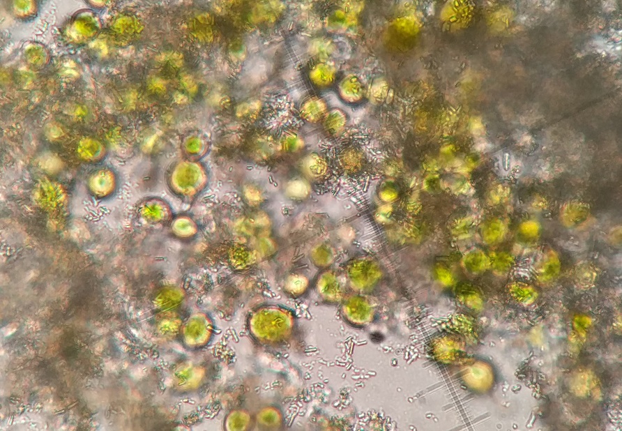 Arctoparmelia incurva lichen algae