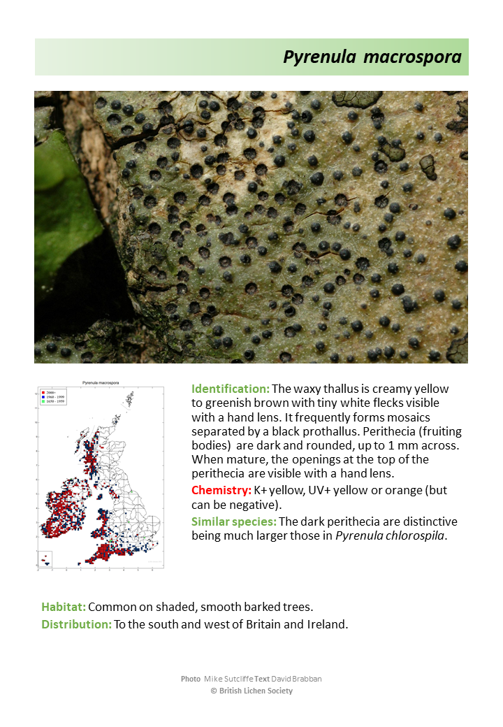 Pyrenula macrospora species description