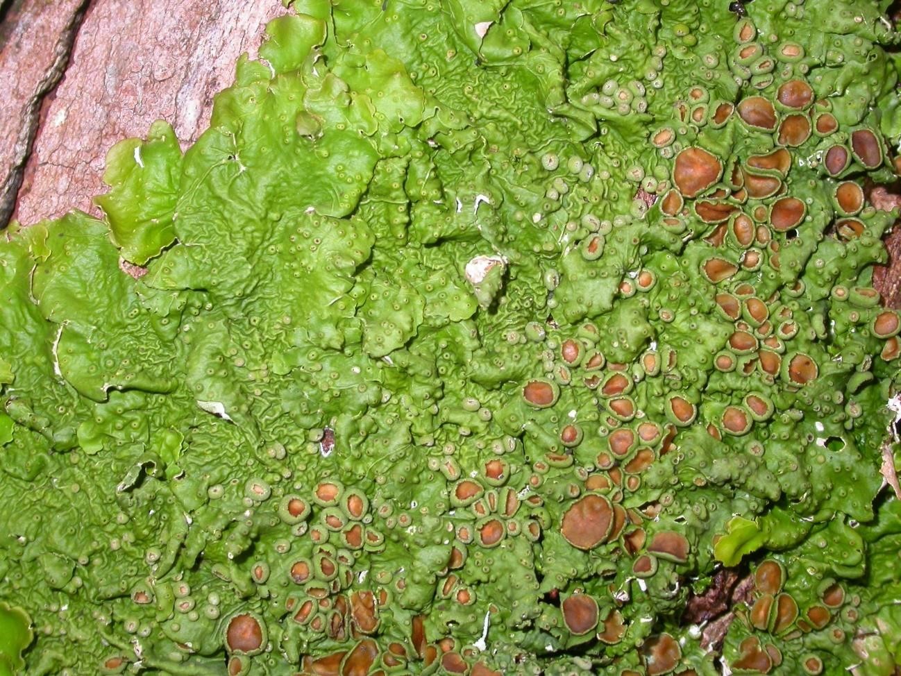 Ricasolia virens with brown apothecia