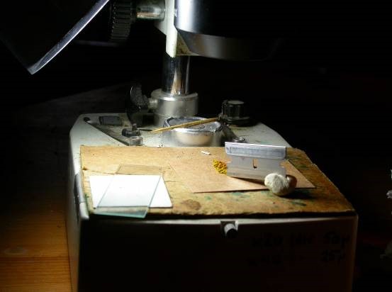 Sectioning a Xanthoria thallus