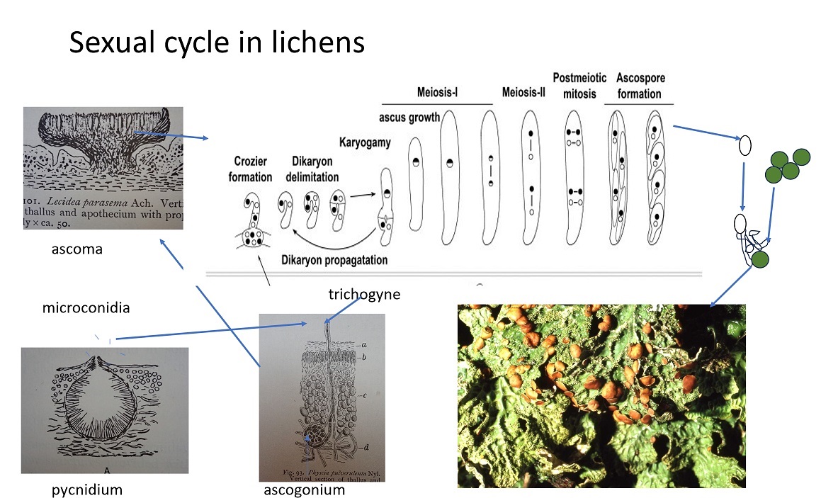 Sexual reproduction in mycobionts