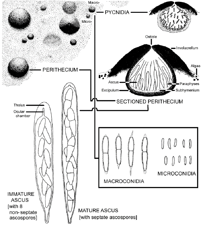 Spores and Ascoma of Strigula