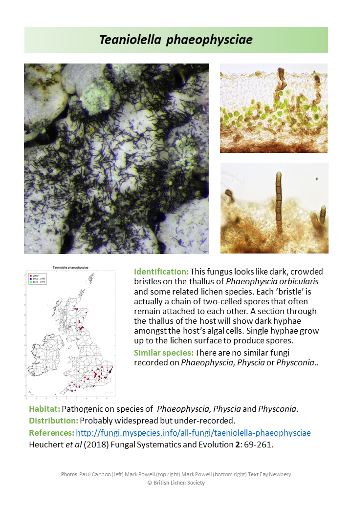 Taeniolella phaeophysciae lichenicolous fungus
