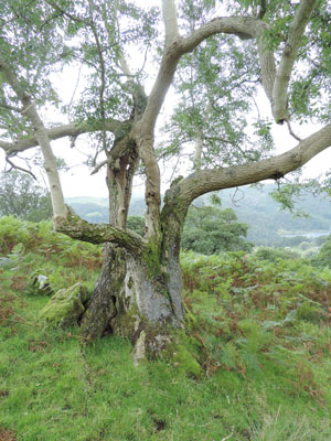 Ancient Ash, Rydal Park, High Park