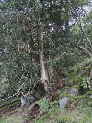 Old Holly, Rydal Park, High Park