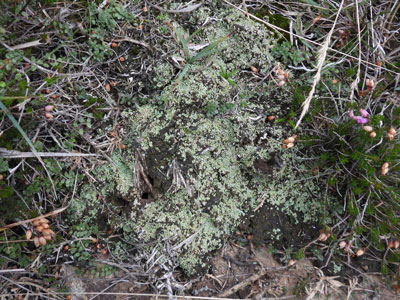Close up of the fire dependant lichen Cladonia peziziformis