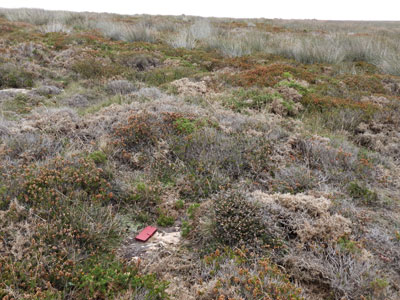 Cladonia peziziformis surving in overgown heath