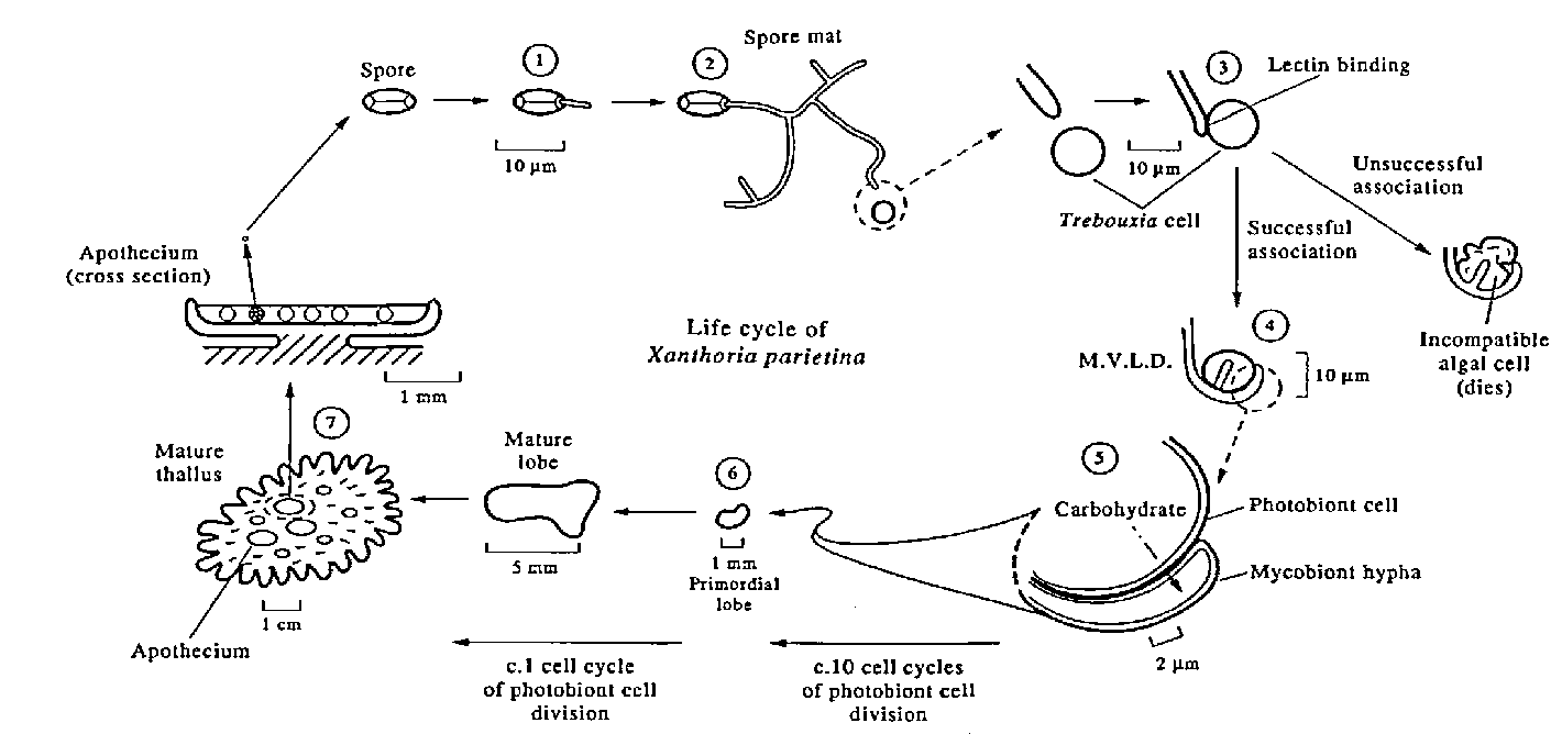 Life cycle of Xanthoria parietina