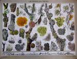 Wall Chart - Lichens on Trees