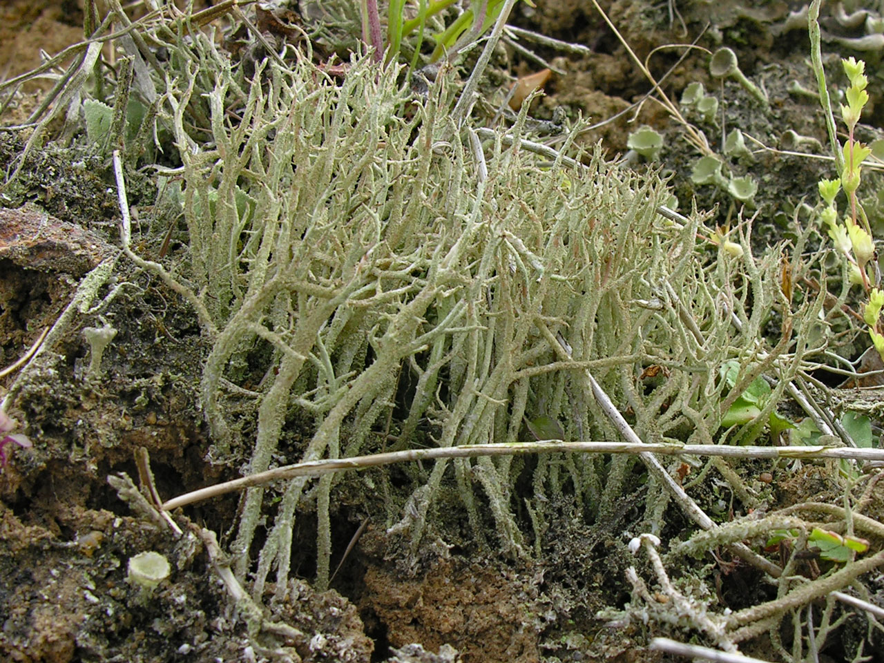 Cladonia scabriuscula, Frithend, North Hampshire