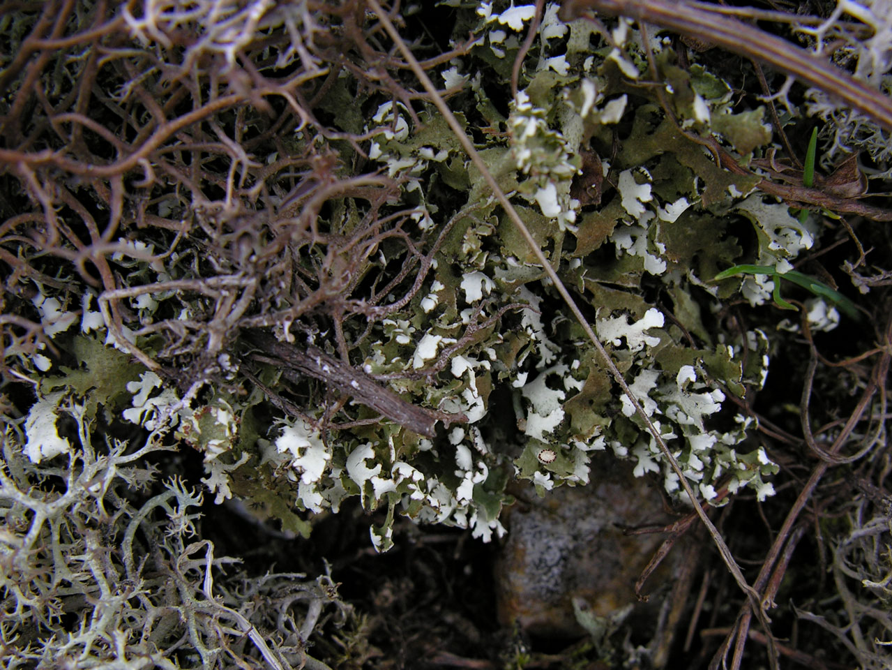 Cladonia foliacea, Dungeness 