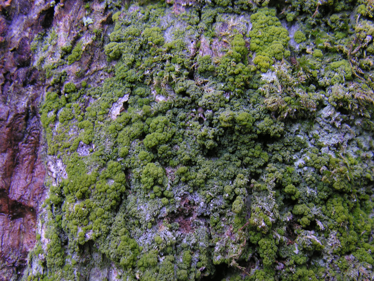 Coenogonium confusum, James Hill, New Forest