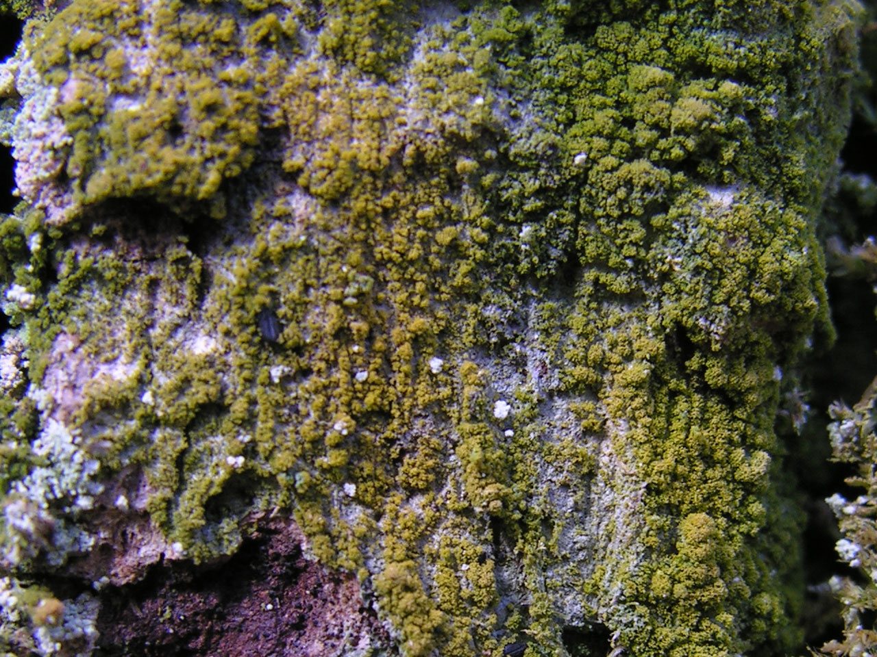 Coenogonium confusum, Savernake Forest, Wiltshire