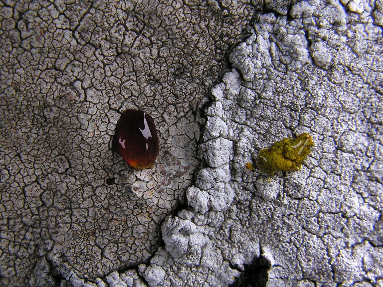 Lepra corallina, Pertusaria pseudocorallina, Loch Ericht